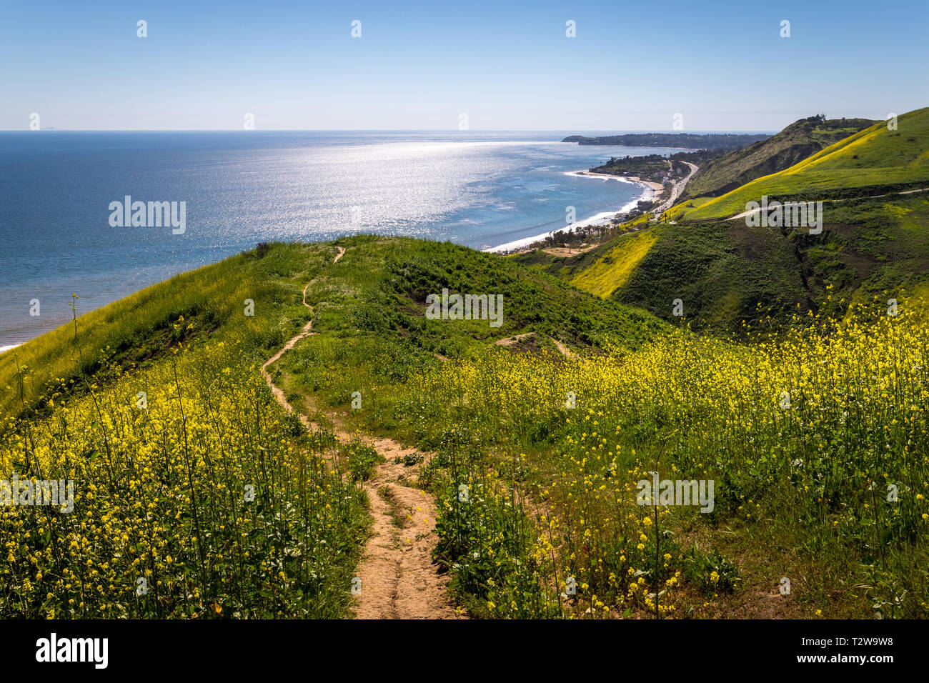 Lebendige gelb Wildblumen für Corral Canyon, Malibu, Kalifornien im Frühjahr 2019, vier Monate nach dem Woolsey Brand im November 2018 zerstört. Stockfoto