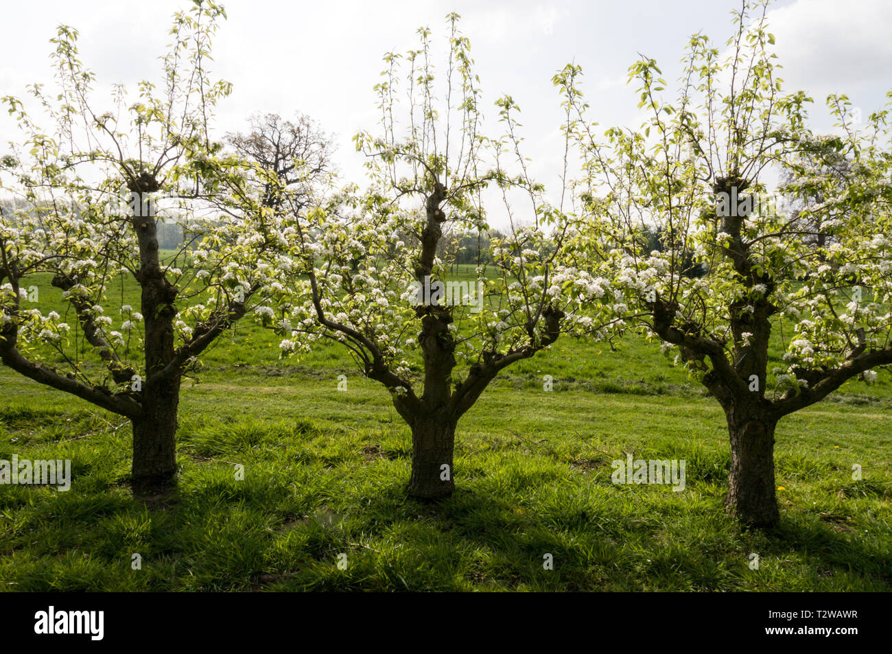 Eine Reihe von Birne Bäume in Blüte Waterperry Gardens in der Nähe von Oxford in Großbritannien Stockfoto