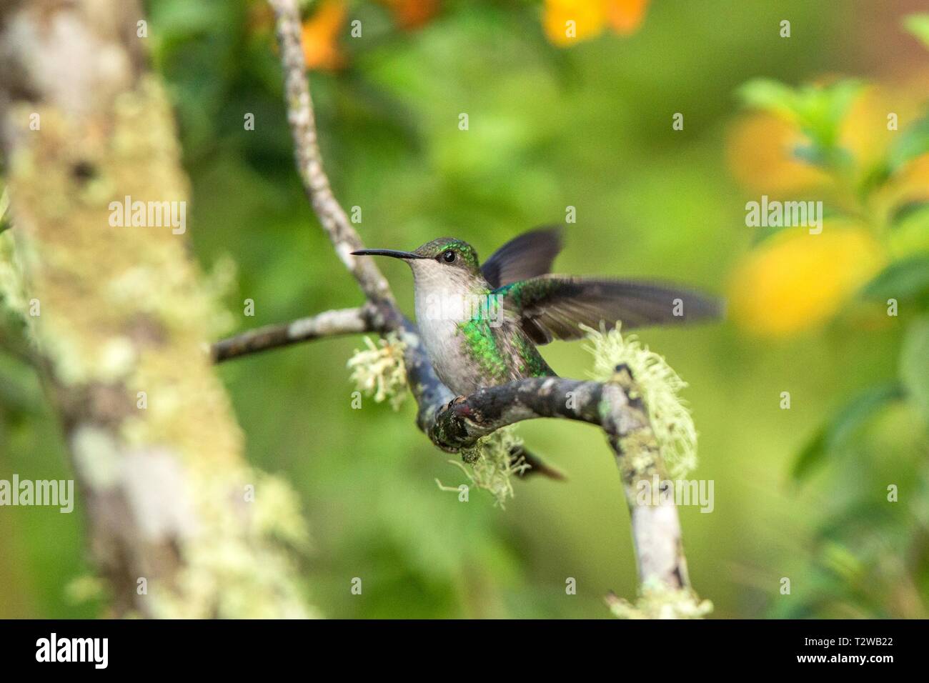 Andengemeinschaft Emerald sitzen auf Zweig, Kolibri aus tropischen Wald, Ecuador, Vogel hocken, winzige Vogel mit ausgebreiteten Flügeln, klare bunten Hintergrund, n Stockfoto