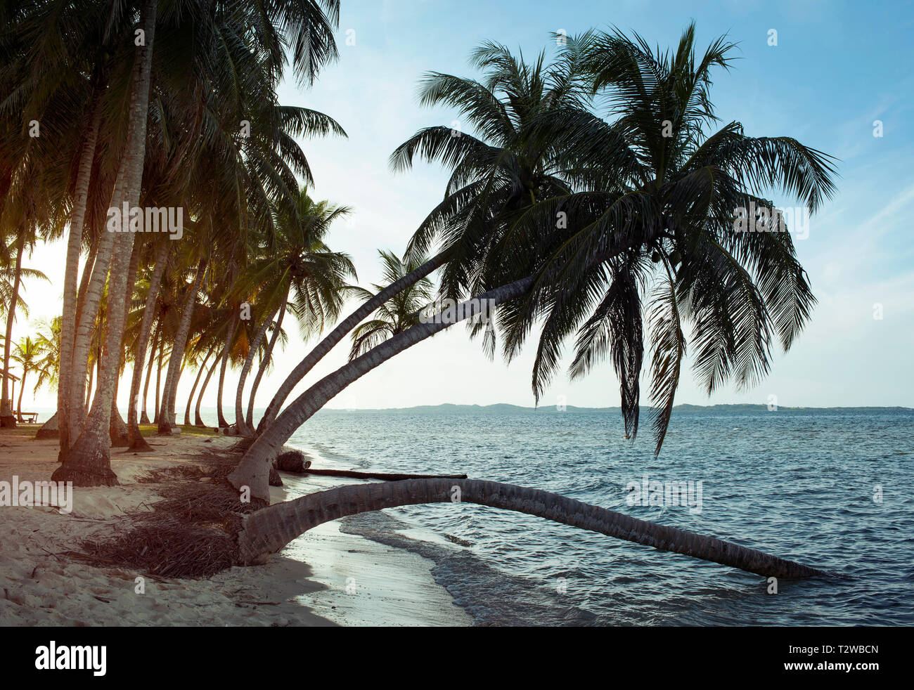Biegen Palmen auf der winzigen Icodub Inselchen. San Blas Inseln, Panama. Okt 2018 Stockfoto