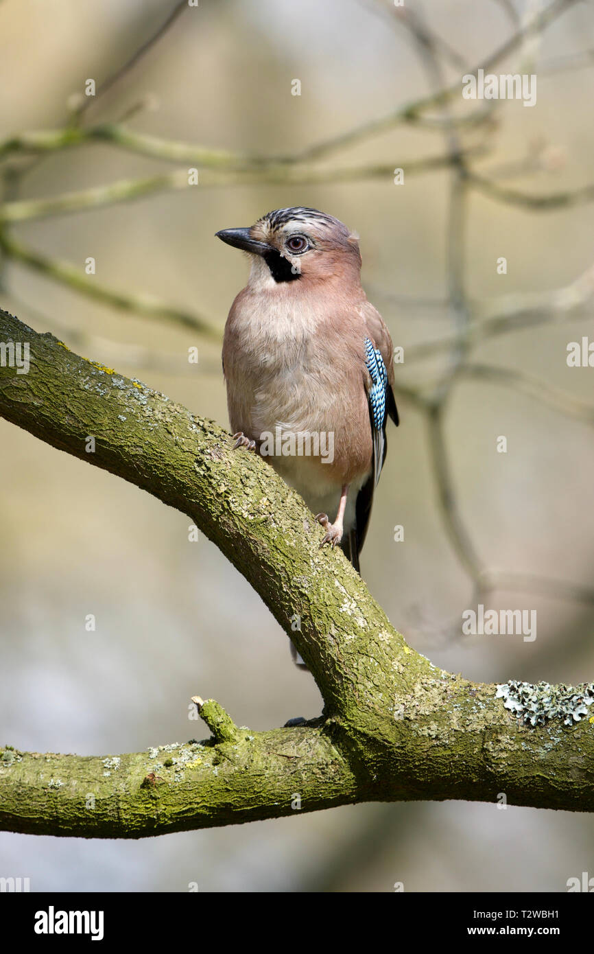 Wollaton Park beobachten Jay Stockfoto