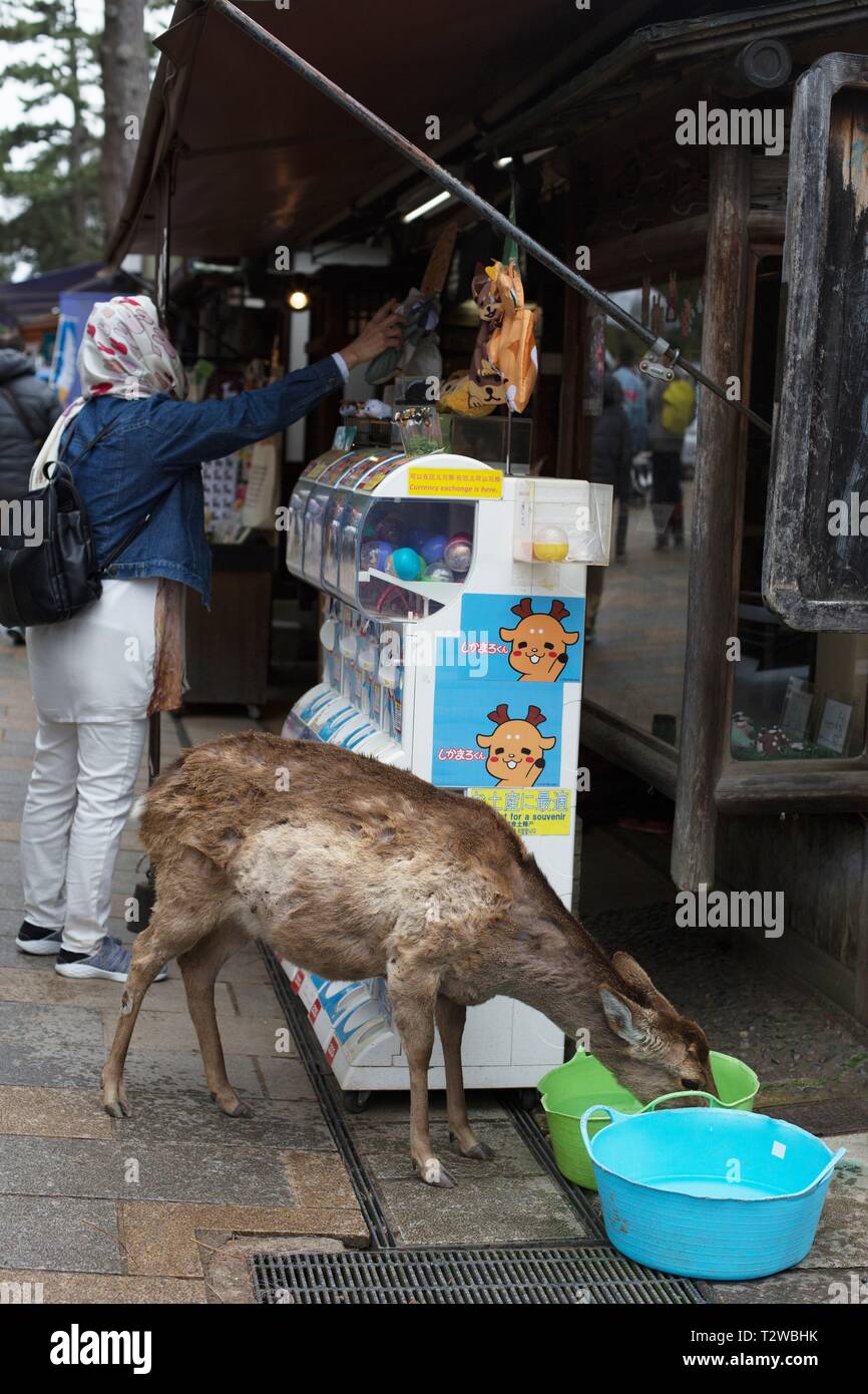 Ein Reh trinken aus einem Kunststoff Wanne mit Wasser in einem Geschäft, während eine Frau, die Geschäfte in der Nähe, in Nara, Japan. Stockfoto