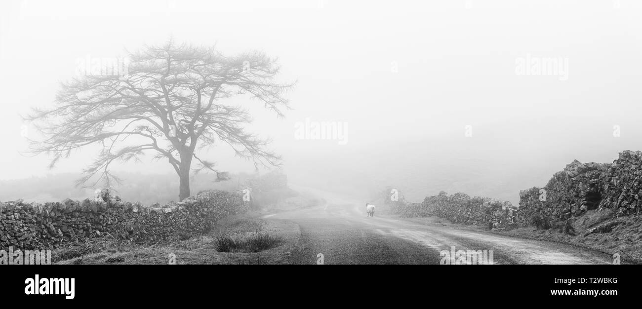 Ein einsames Schaf wandert vorbei an der einsamen Lärche Baum auf "Der Kampf", eine steile Lakeland Straße von Ambelside bis zu den Kirkstone Inn an einem Tag Stockfoto