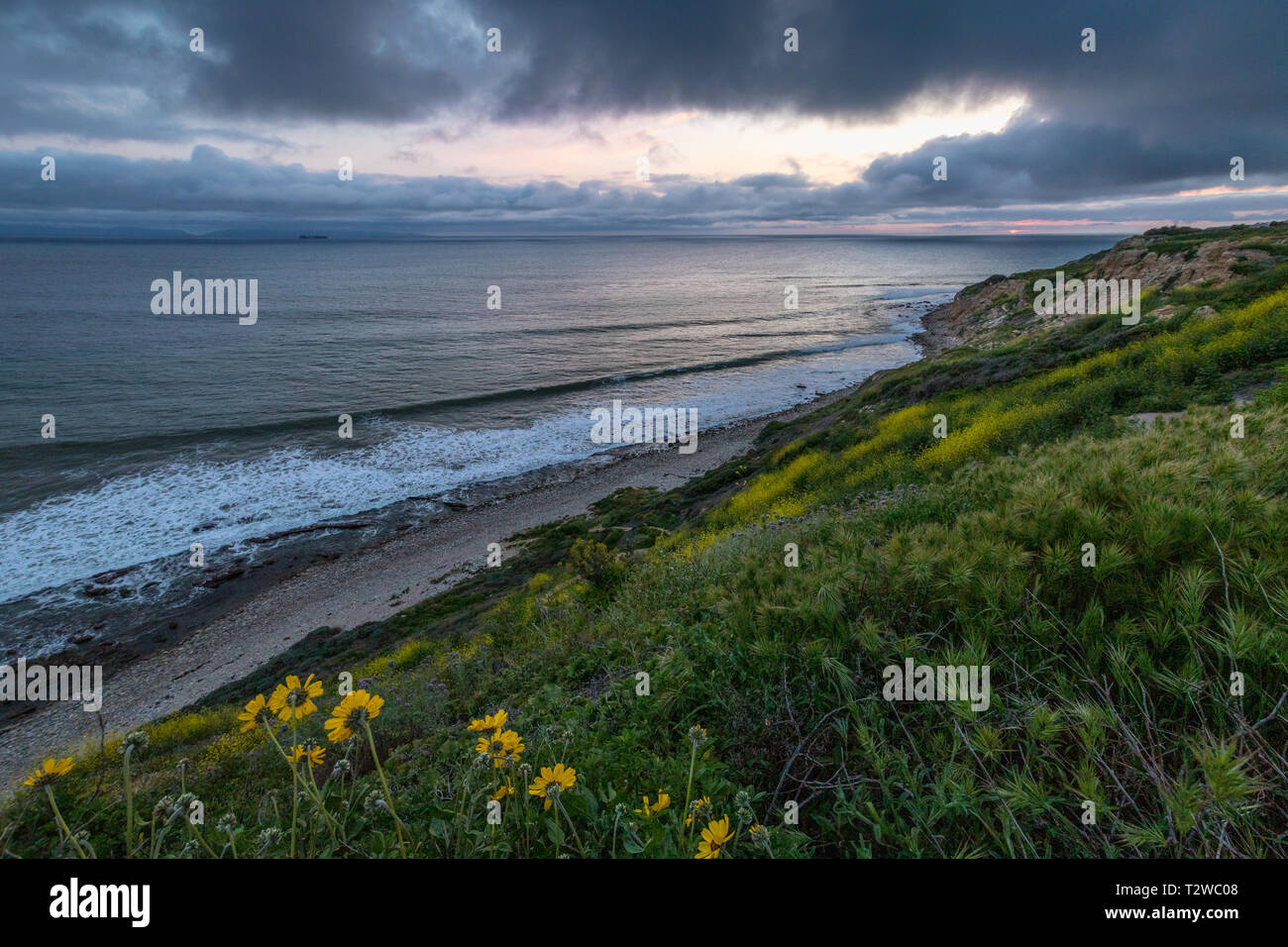 Atemberaubende Küste Blick auf Ocean Trails finden bedeckt mit gelben Wildblumen bei Sonnenuntergang mit Sonnenlicht spähen durch dramatische Wolken, Rancho Palos Stockfoto