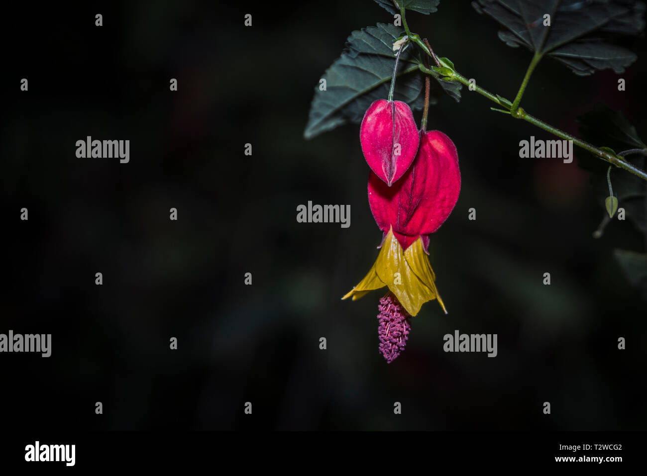 Vielfalt von tropischen Blumen Stockfoto