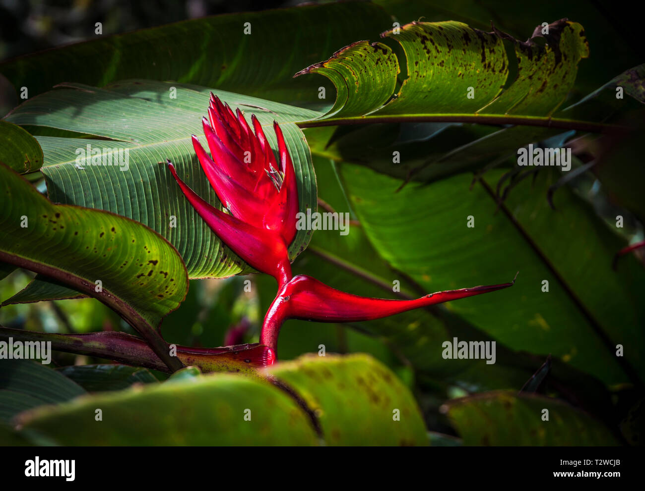 Vielfalt von tropischen Blumen Stockfoto