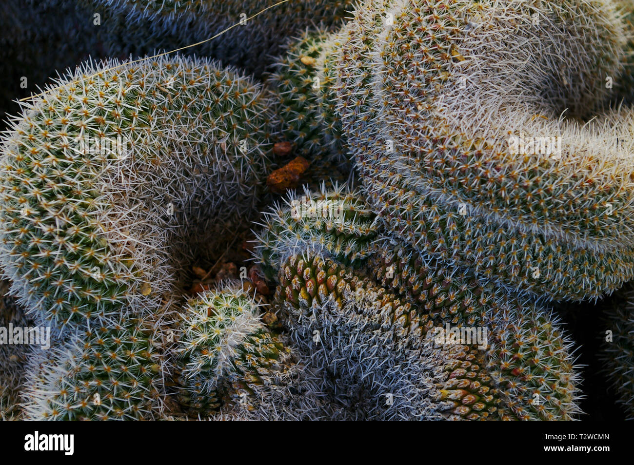 Stenocereus Eruca Cactus Stockfoto