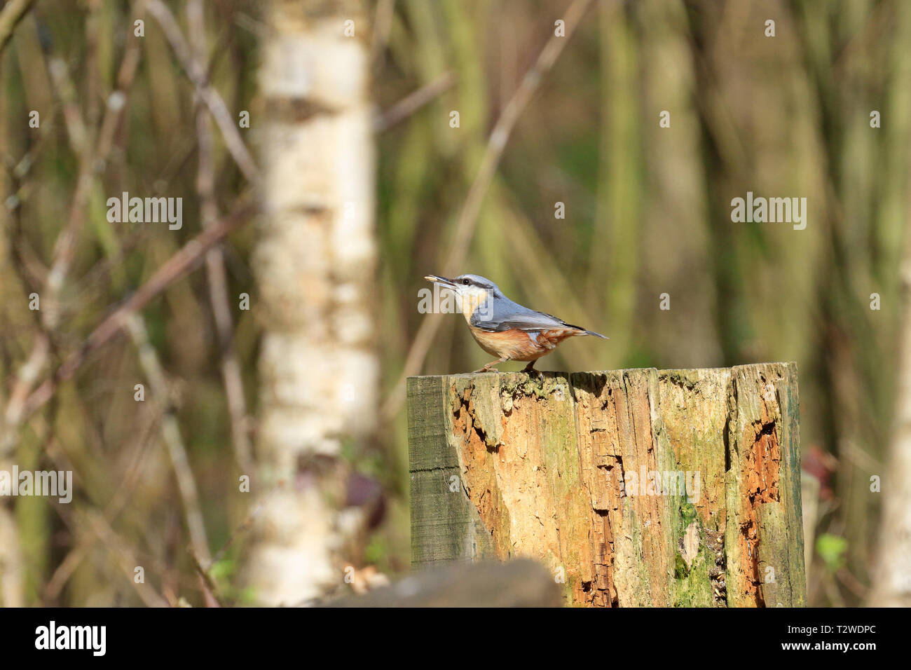 Kleiber, Sitta europaea Erdnüsse essen auf einer verfallenden Baumstumpf, England, UK. Stockfoto