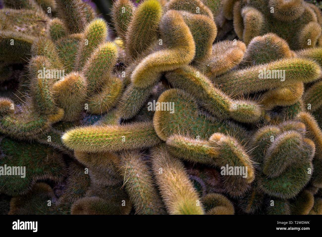 Soft suchen Cactus Arten Stockfoto