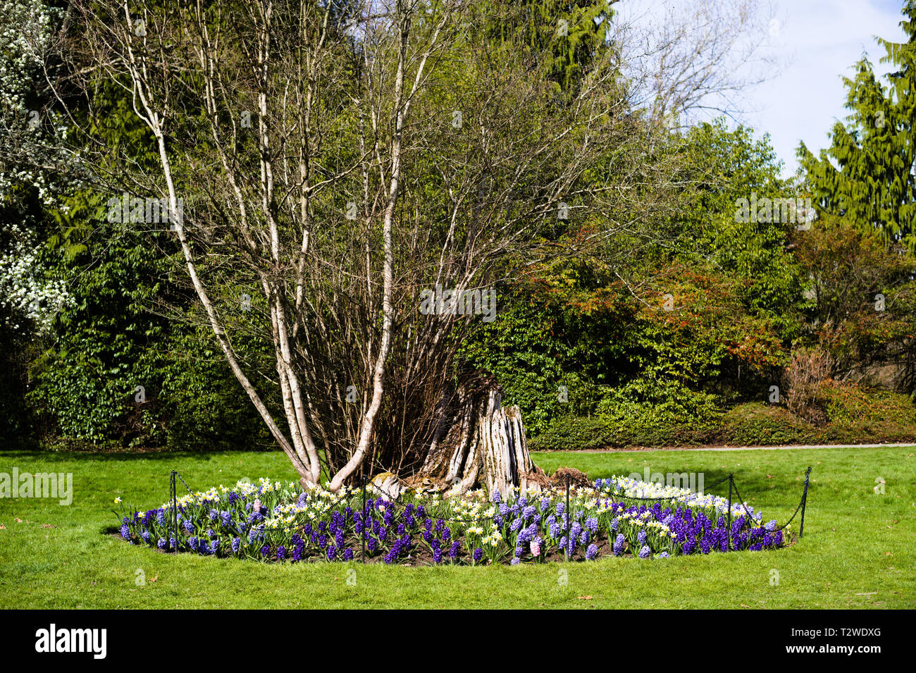 Farbenfrohe Blumen um einen Baum in den Gärten von Bear Creek Park, Surrey, British Columbia, Kanada Stockfoto