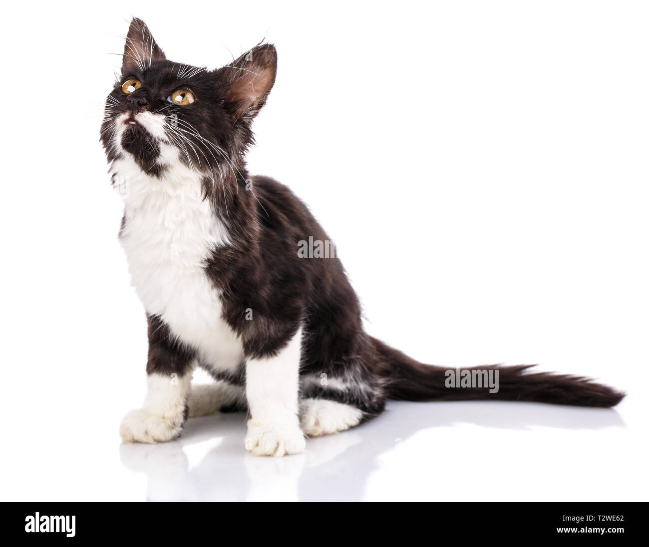 White stomach Fotos und Bildmaterial in hoher Auflösung Alamy