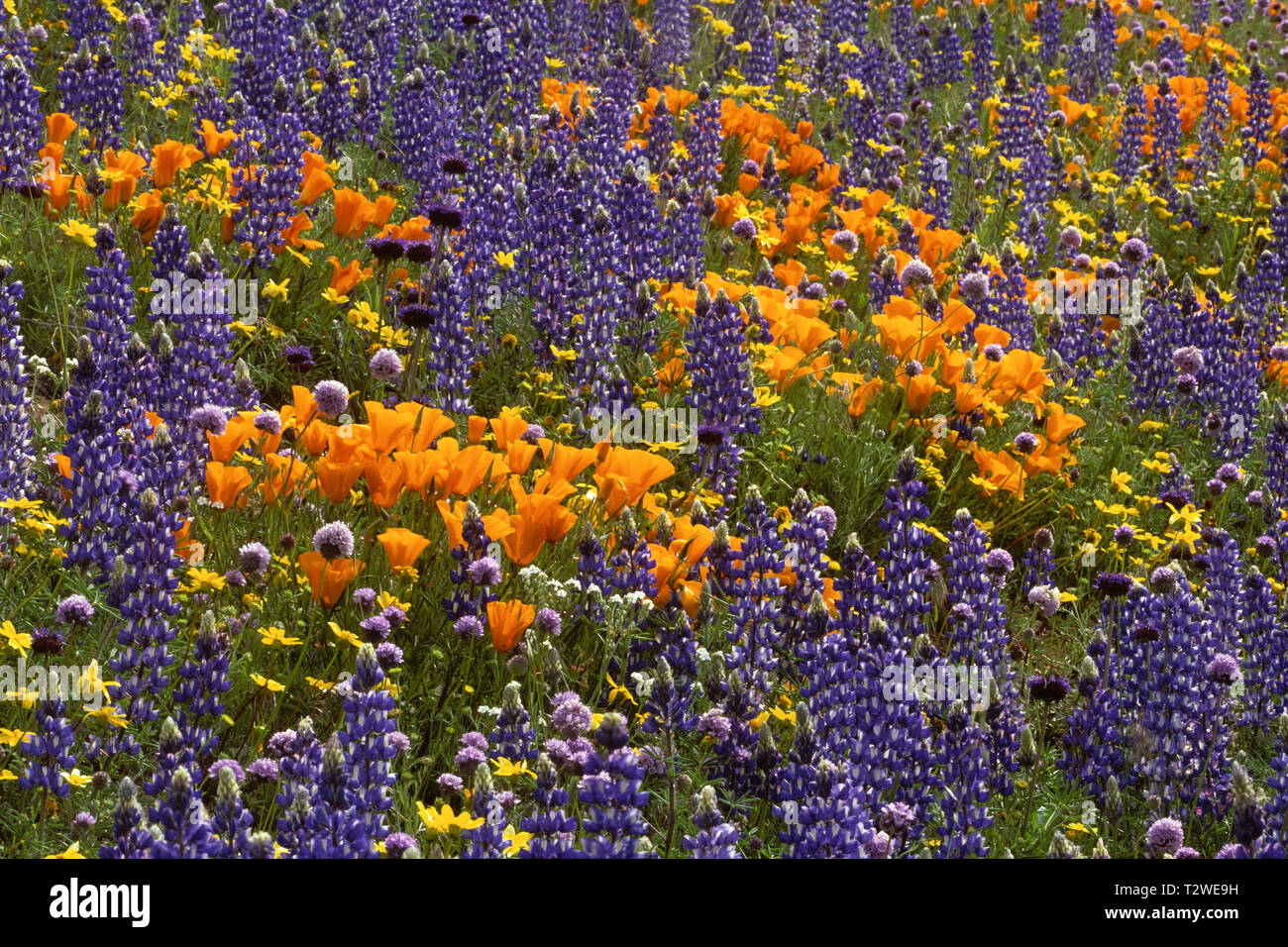 Uper California's Mohnblumen Eschscholtzia californica Blüte" in den Hügeln des südlichen Kalifornien Stockfoto