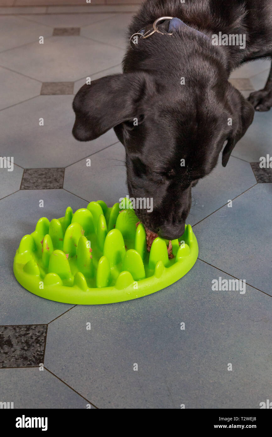 Ein Labrador Retriever Essen aus einem langsamen feeder Hundefutter Schüssel. Stockfoto