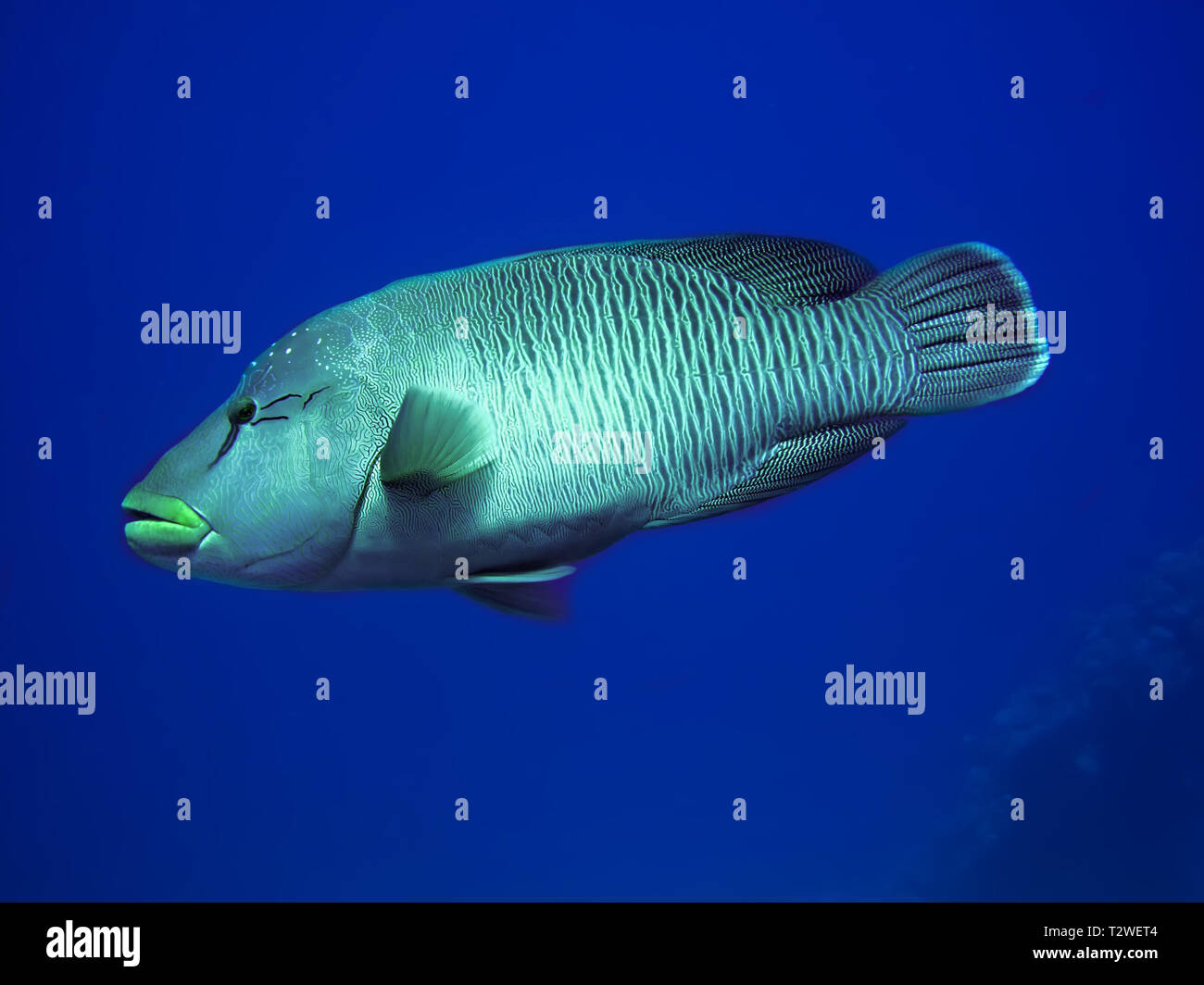 Napoleons. (Cheilinus undulatus) Stockfoto