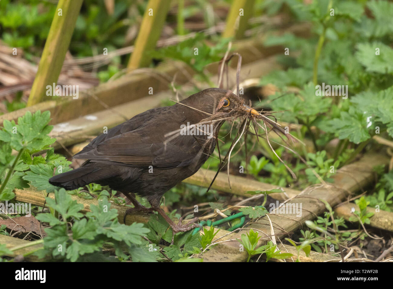 Eine weibliche Amsel sammeln nesting Material in ihrem Schnabel. Stockfoto