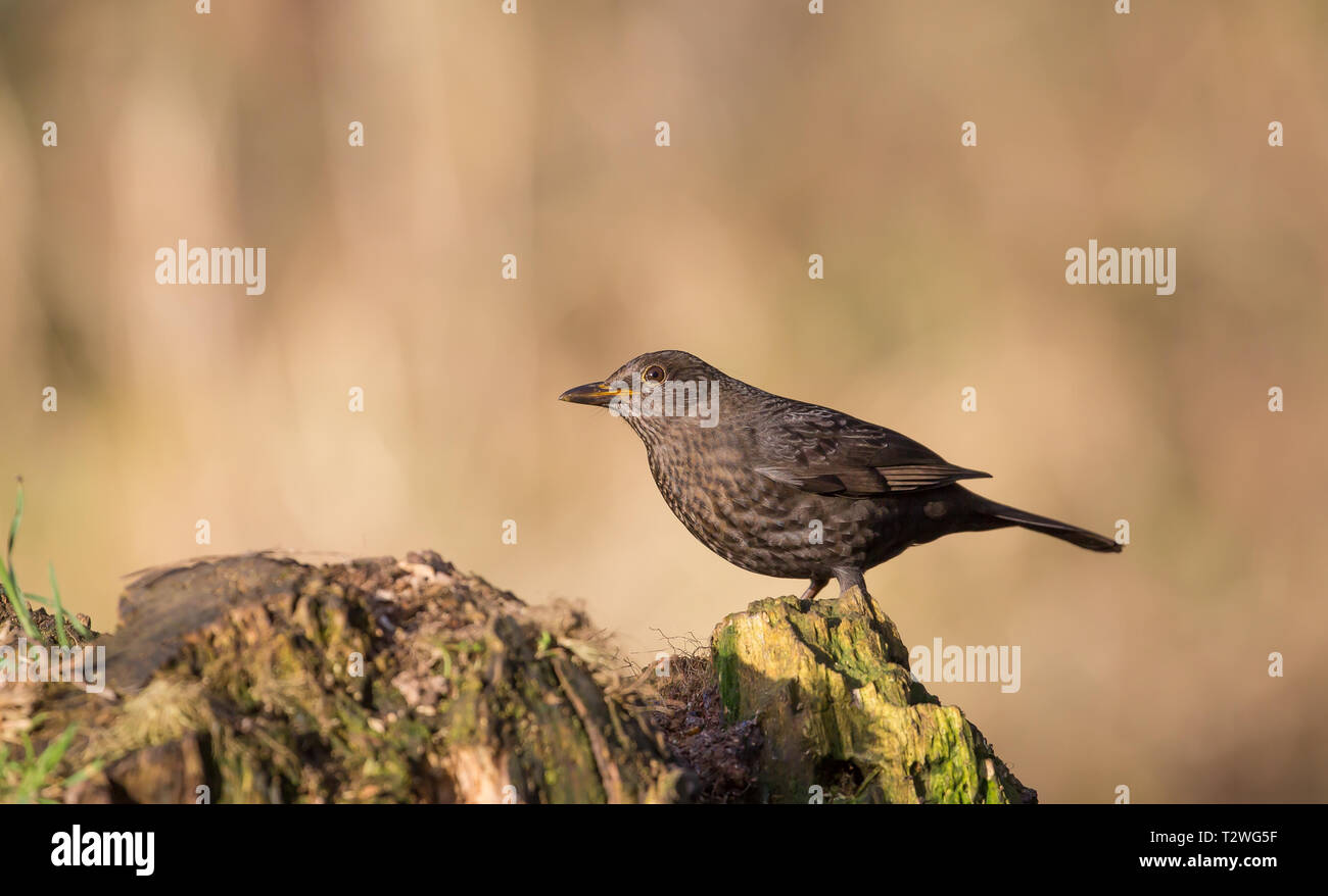 Detaillierte Nahaufnahme der weiblichen UK Amsel (Turdus merula) isoliert im Freien auf Baumstumpf in natürlichen Waldlandschaft Barschen. Stockfoto