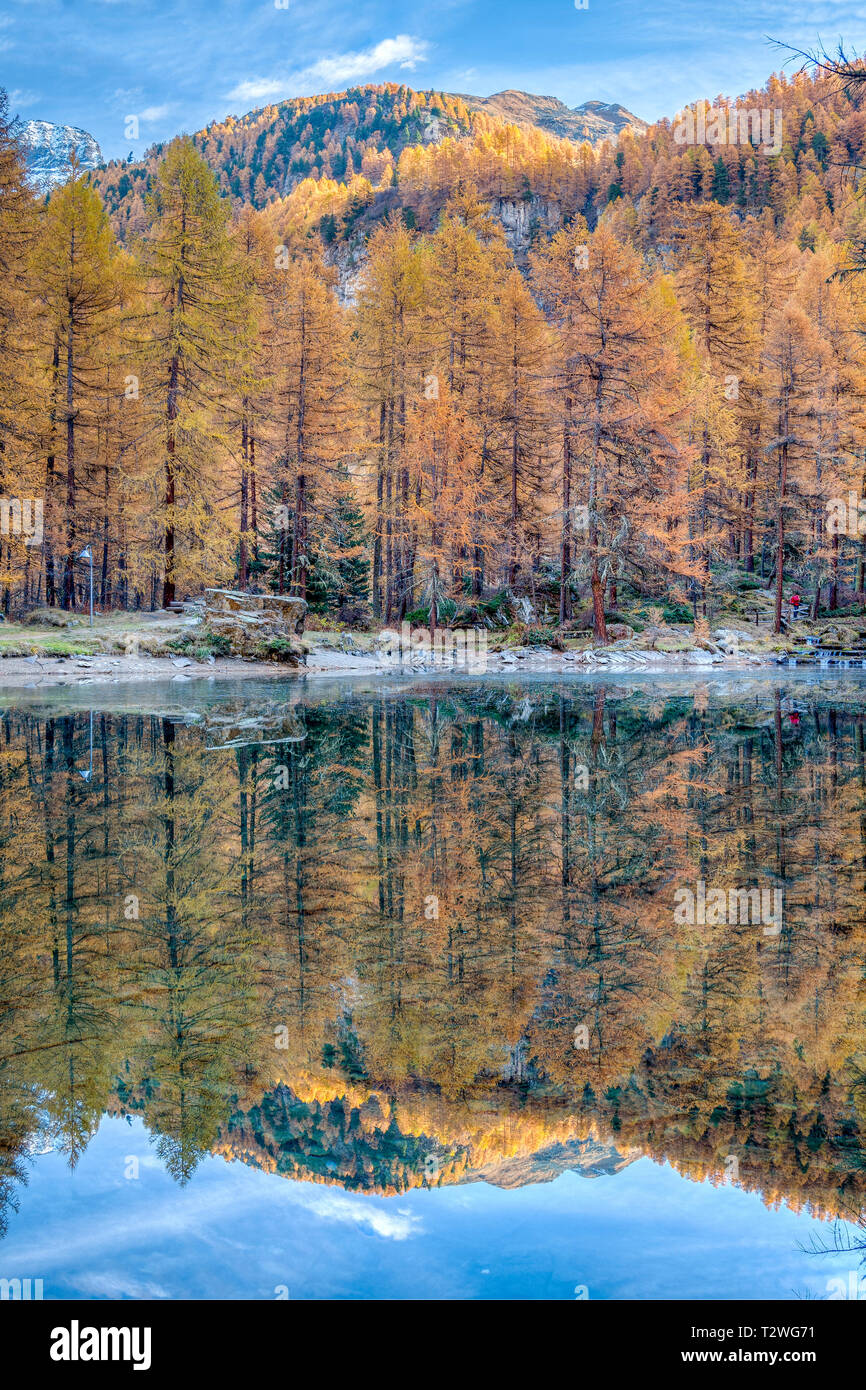 Italien, Aostatal, Rhemes Tal, Pellaud alpinen See, Wald im Herbst Europäische Lärche (Larix decidua) Stockfoto