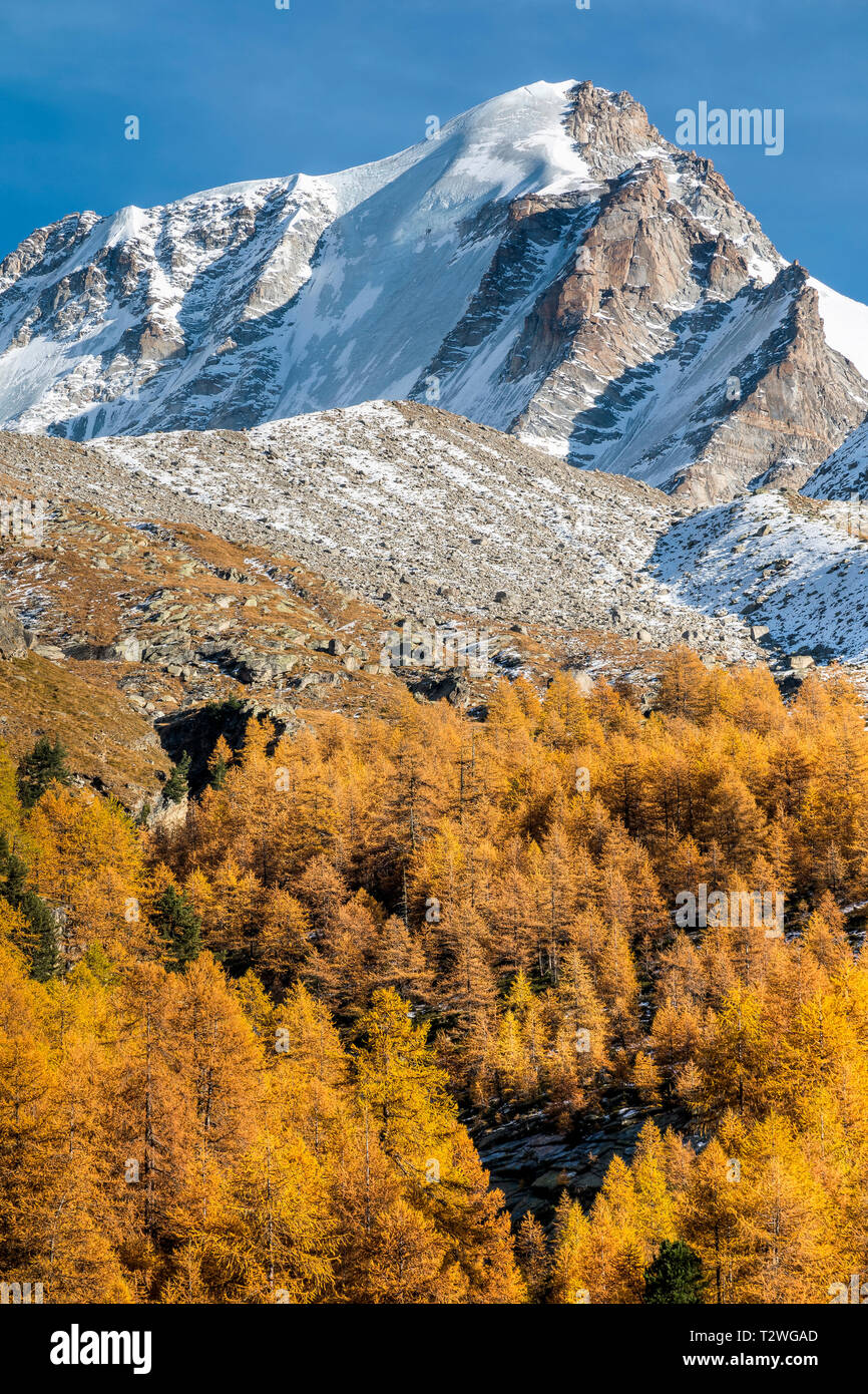 Italien, Valsavarenche, Nationalpark Gran Paradiso, Massif du Grand Paradis, Europäische Lärche Wald im Herbst, Gran Paradiso (Grand Paradis - 4.061 m) Stockfoto