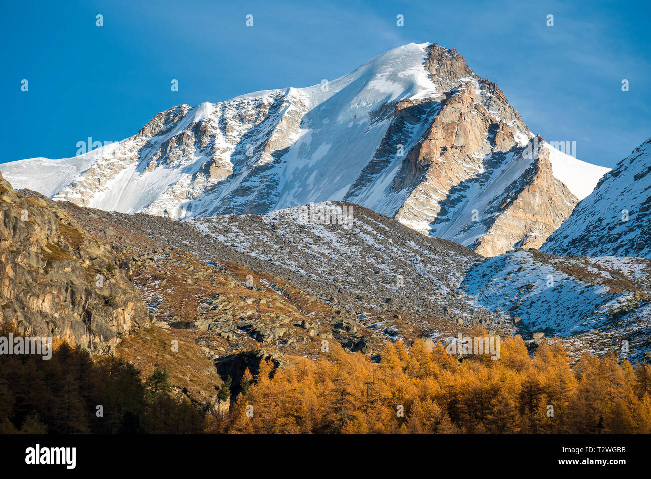 Italien, Valsavarenche, Nationalpark Gran Paradiso, Massif du Grand Paradis, Europäische Lärche Wald im Herbst, Gran Paradiso (Grand Paradis - 4.061 m) Stockfoto