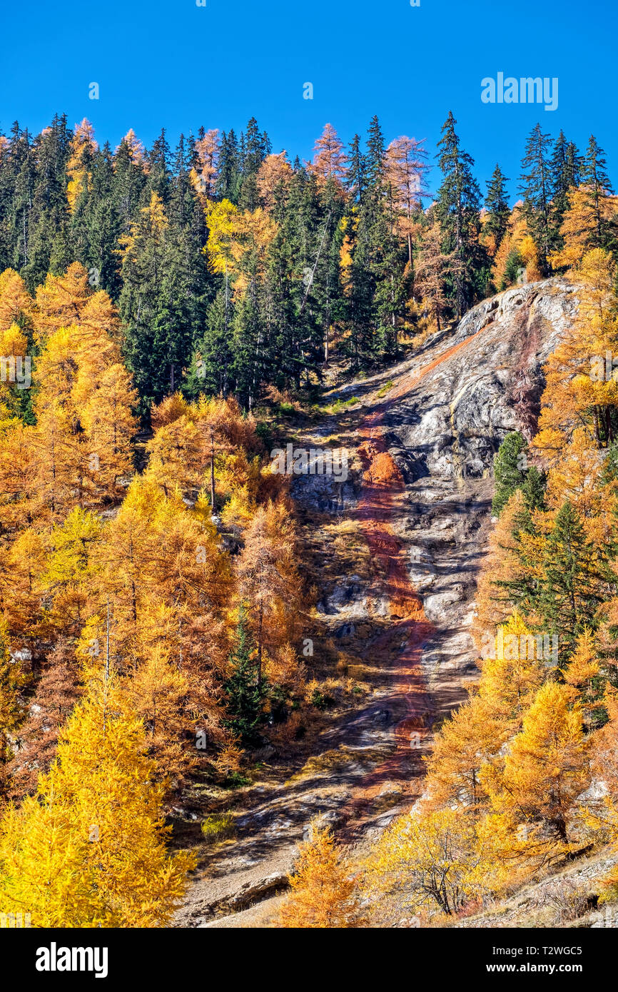 Italien, Valsavarenche, Nationalpark Gran Paradiso, die eisenhaltigen Wasser der Stream Eau Rousse; Fichten- und Europäische Lärche Wald im Herbst Stockfoto