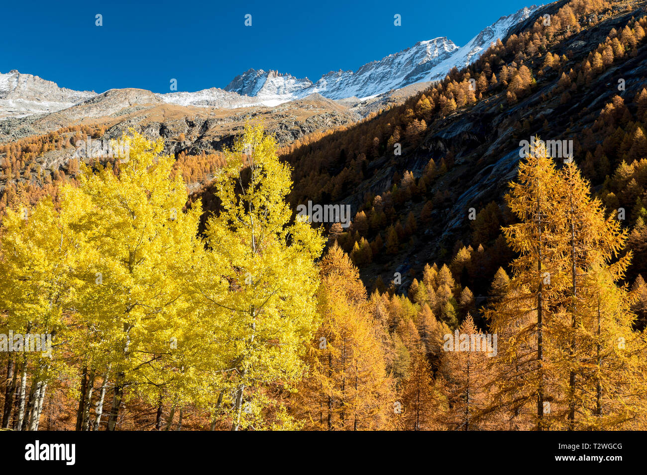 Italien, Valsavarenche, Nationalpark Gran Paradiso, Massif du Grand Paradis, gemeinsame Aspen (Populus tremula) und Europäische Lärche Wald im Herbst Stockfoto