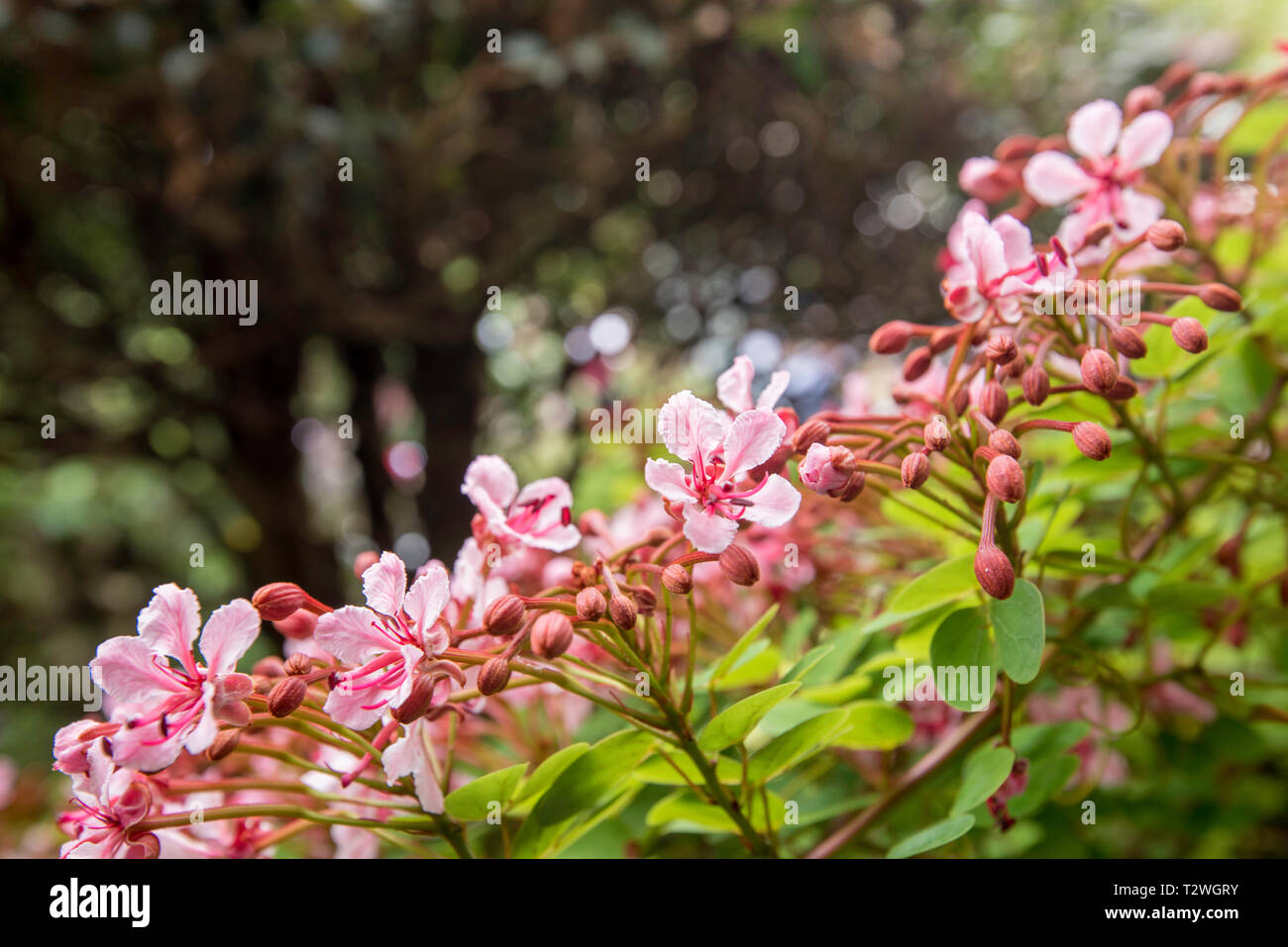 Eine rosa blühende Kletterpflanze oder Hecke Pflanze, die bauhinia Corymbosa ist eine robuste, aber hübsch blühende Pflanze aus Australien Stockfoto