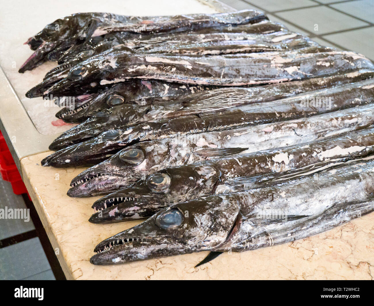 Schwarzer Degenfisch Auf Einer Marmorplatte In Funchal Madeira schwarzer-degenfisch-auf-einer-marmorplatte-in-funchal-madeira