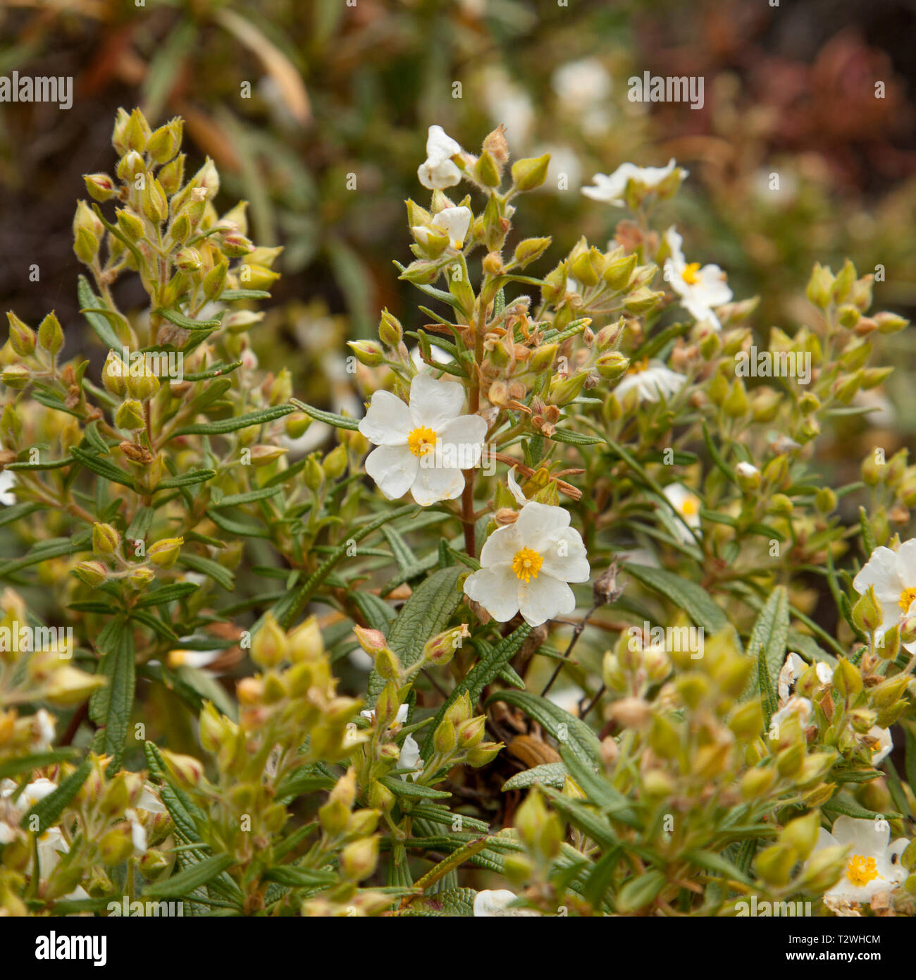 Flora von Gran Canaria - Cistus monspeliensis, Montpellier cistus Stockfoto