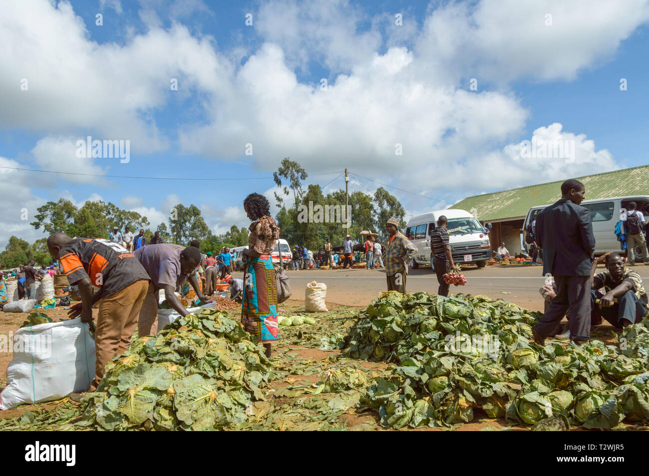 Frau kaufen Kohl in der Straße Markt Malawi. Stockfoto