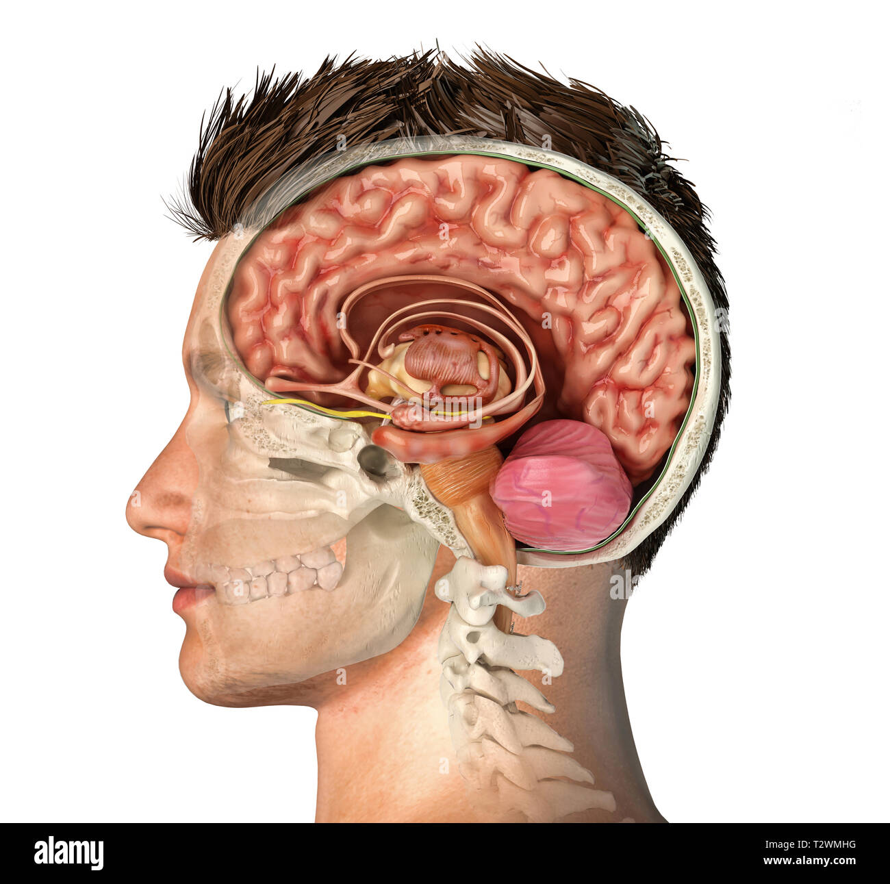 Mann Kopf mit dem Schädel Querschnitt mit Gehirn. Seitliche Sicht auf weißem Hintergrund. Stockfoto