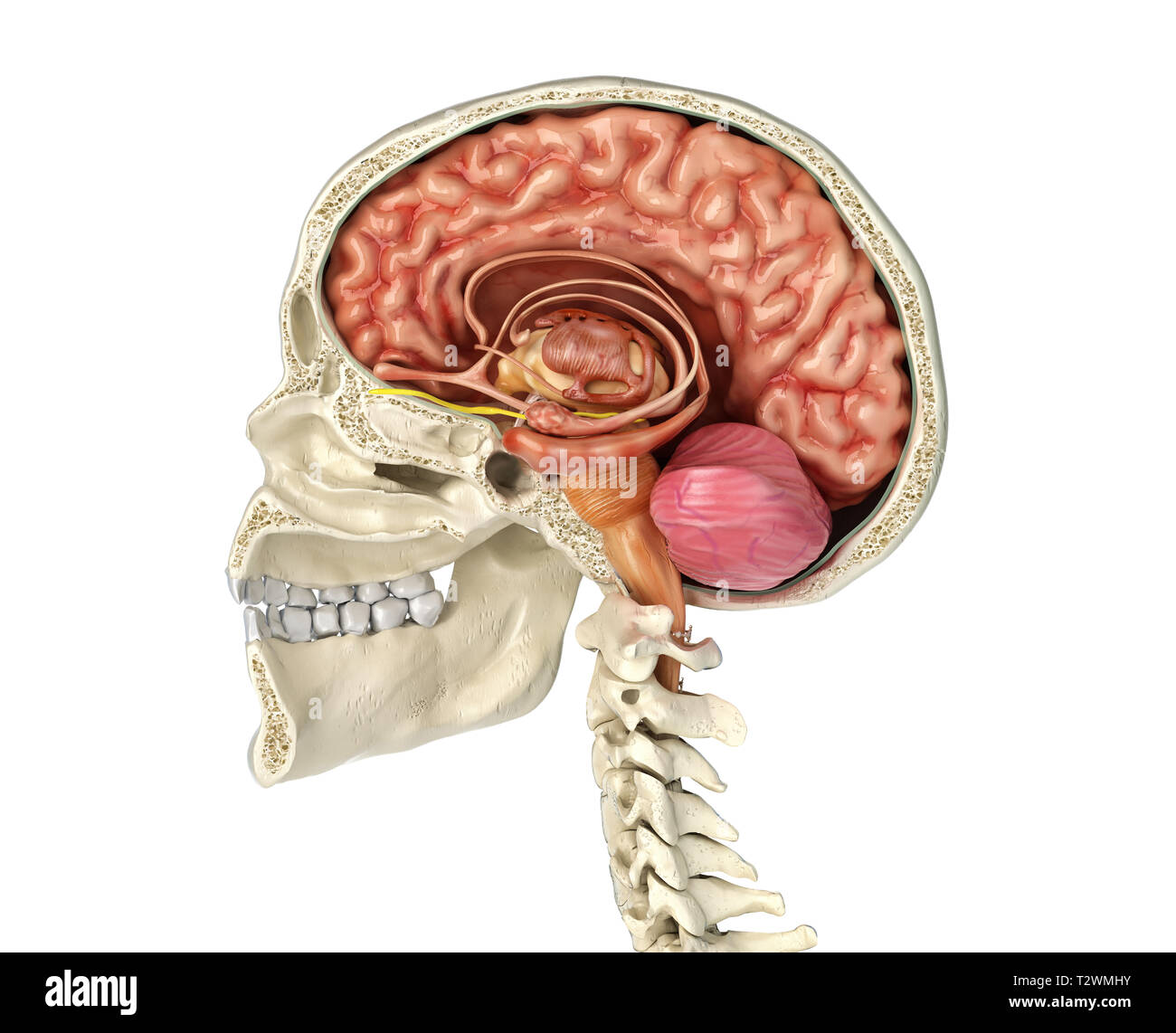Menschlicher Schädel mittlere sagittale Querschnitt mit Gehirn. Seitliche Sicht auf weißem Hintergrund. Stockfoto
