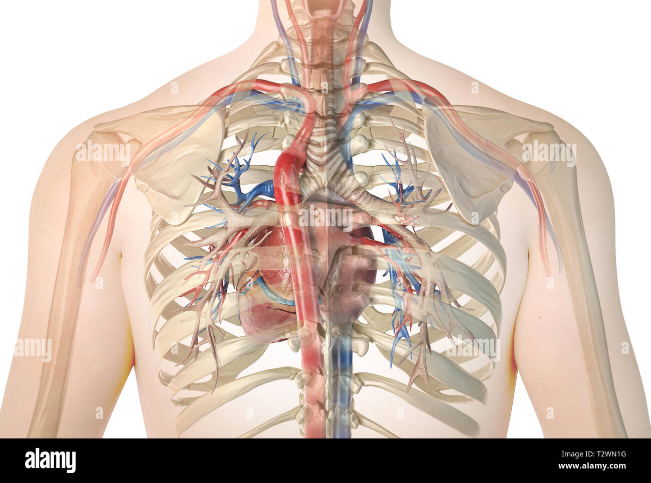 Das menschliche Herz mit Gefäßen und Bronchien. Rückansicht in Ghost Wirkung mit dem Brustkorb. Auf weissem Hintergrund. Anatomie Bild. Stockfoto