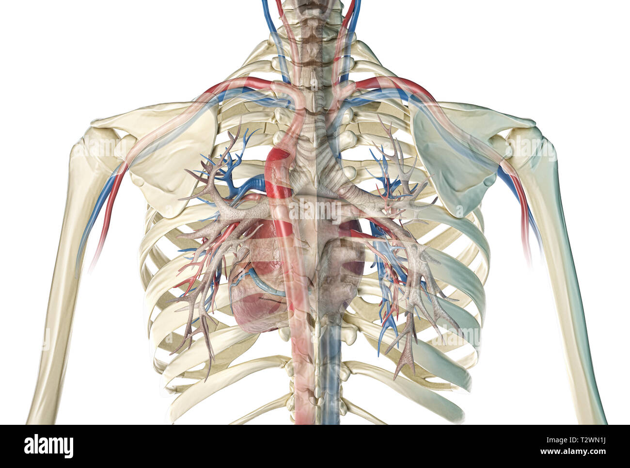 Das menschliche Herz mit Gefäßen und Bronchien. Rückansicht in Ghost Wirkung mit dem Brustkorb. Auf weissem Hintergrund. Anatomie Bild. Stockfoto