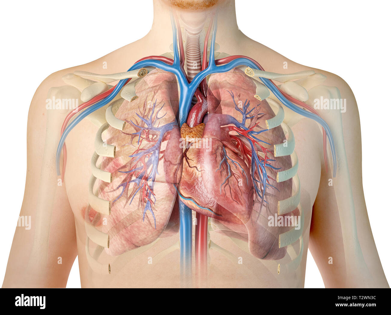 Das menschliche Herz mit Schiffen, Lunge, Bronchien und Brustkorb. Auf weissem Hintergrund. Stockfoto