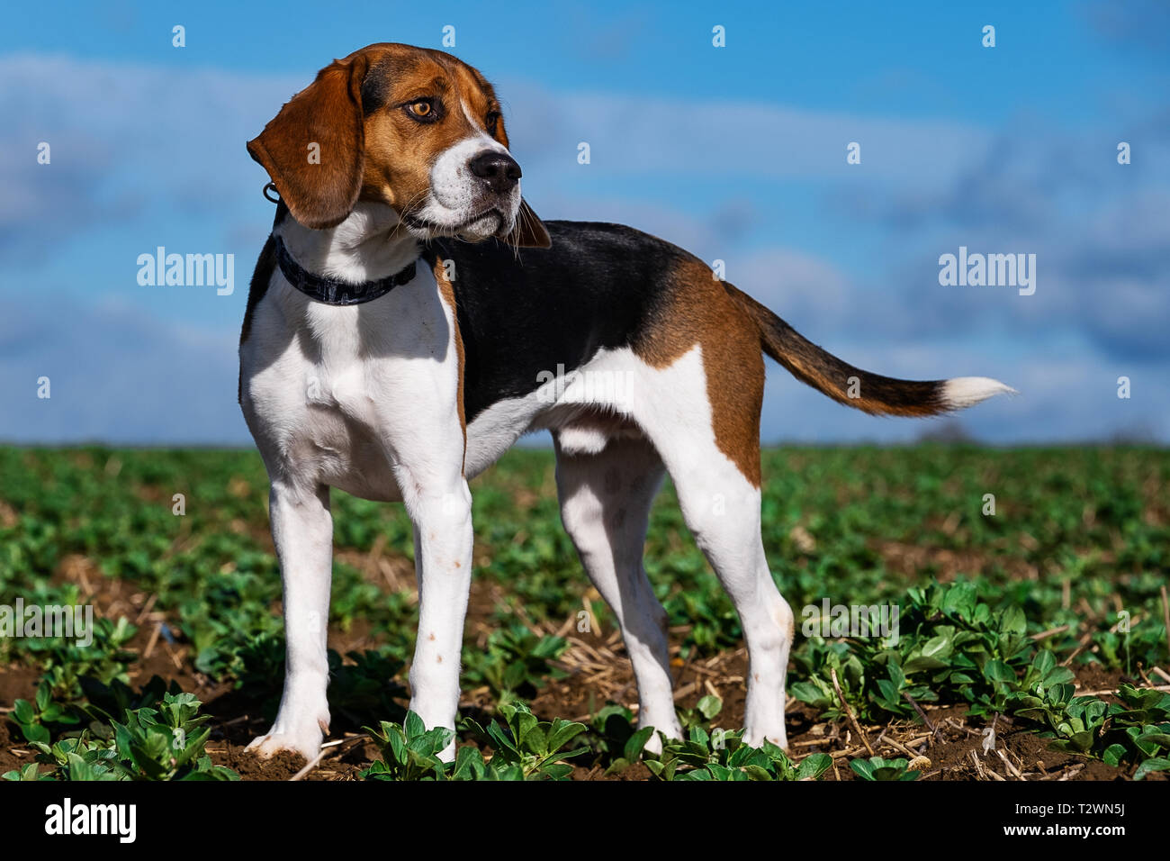 Hund Porträts und Hund Bilder Stockfoto