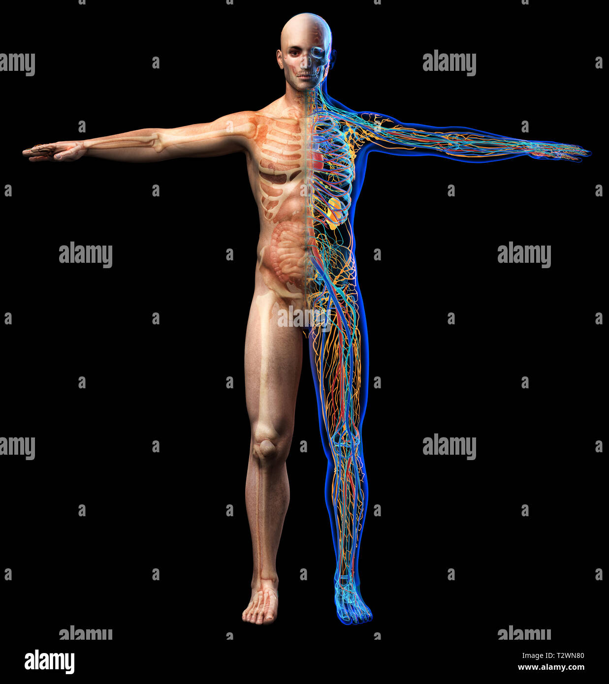 Der Mensch Skelett, innere Organe Diagramm und x-ray Anatomie Systeme. Vollständige Abbildung steht auf schwarzen Hintergrund. Vorderansicht. Stockfoto