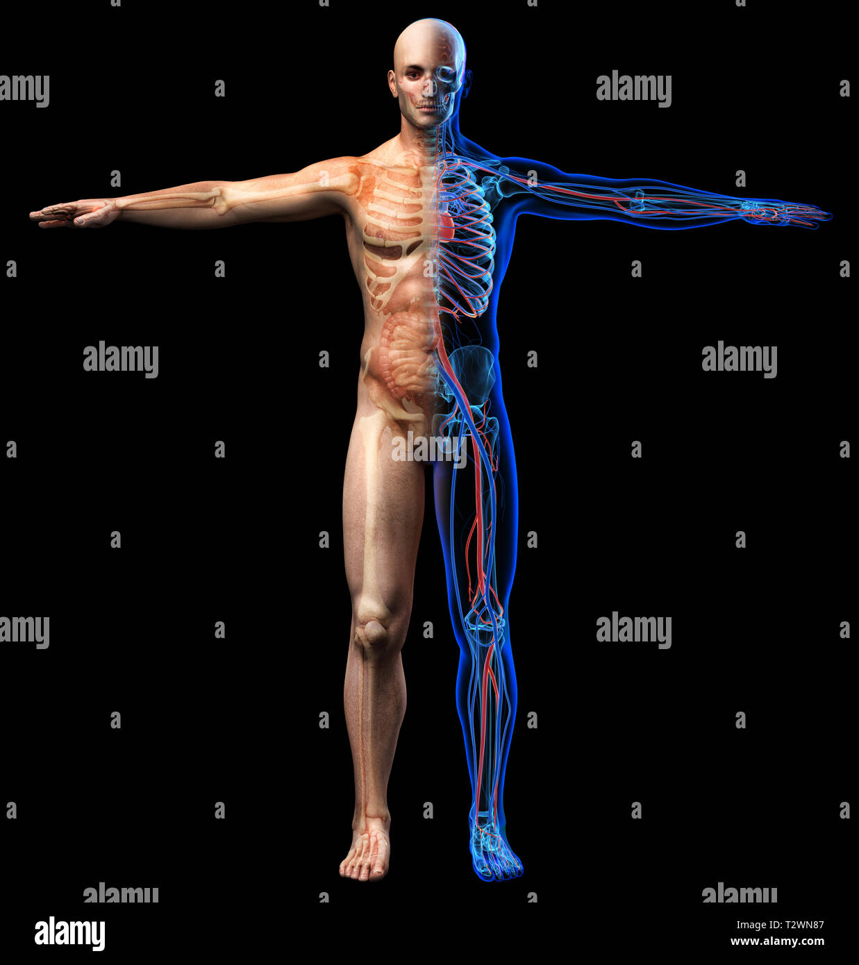 Der Mensch Skelett, innere Organe Diagramm und x-ray Herz-Kreislauf-System. Vollständige Abbildung steht auf schwarzen Hintergrund. Stockfoto