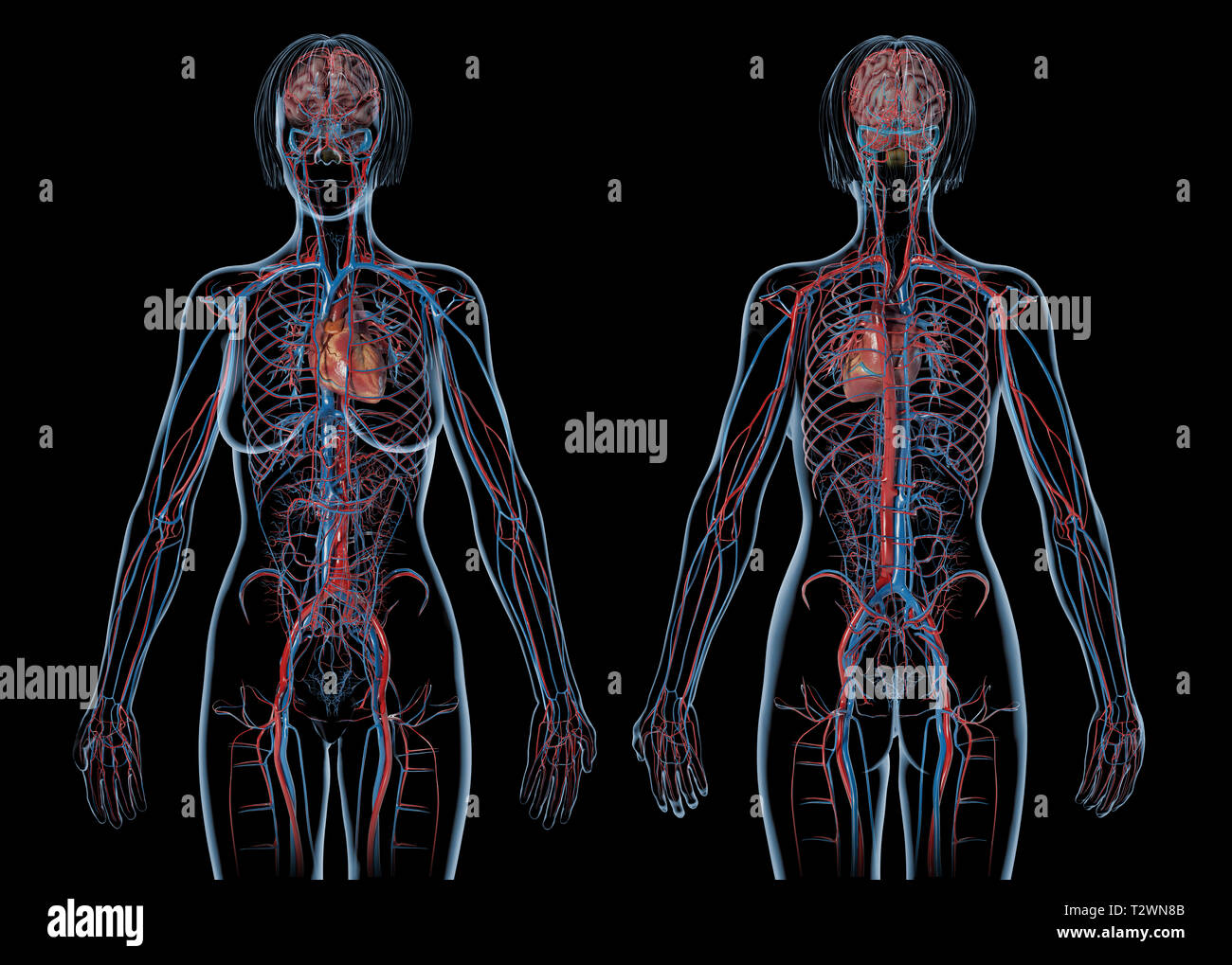 Frau Herz-Kreislauf-System, hinten und vorne. Auf schwarzem Hintergrund. Stockfoto