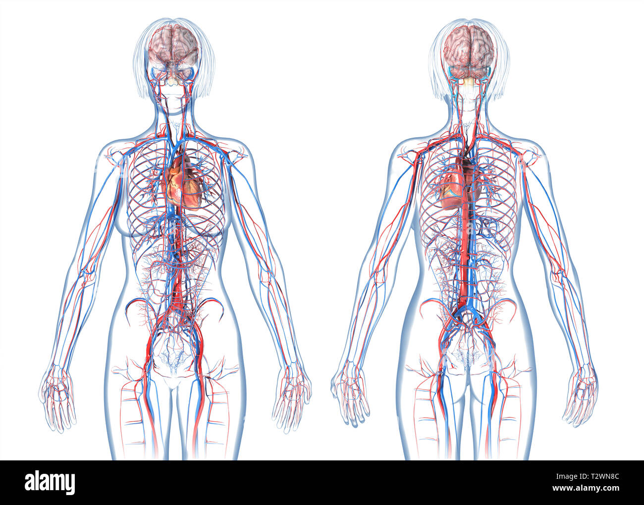 Frau Herz-Kreislauf-System, hinten und vorne. Auf weissem Hintergrund. Stockfoto