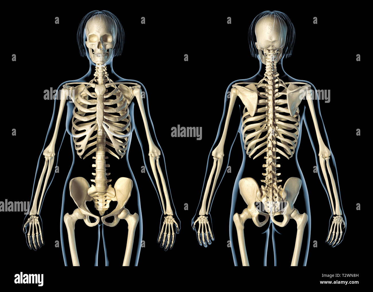 Frau Skelettsystem Front- und Rückansicht. Auf schwarzem Hintergrund. Stockfoto