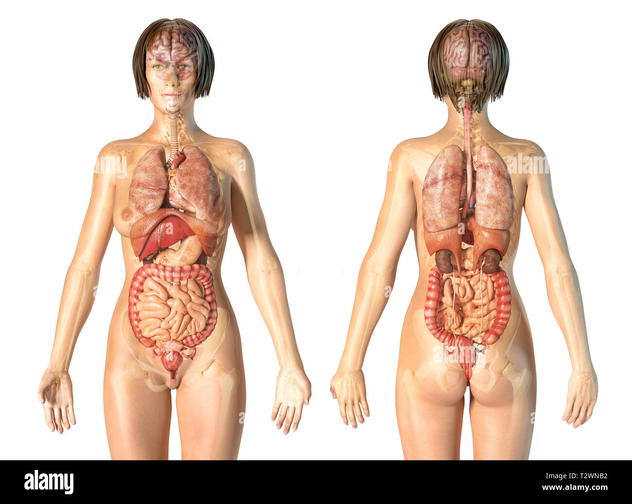 Frau Anatomie der inneren Organe mit Skelett, hinten und vorne. Auf weissem Hintergrund. Stockfoto