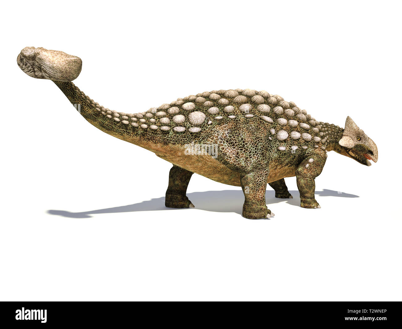 Ankylosaurus Dinosaurier auf weißem Hintergrund mit überschnittenen Schatten isoliert. Stockfoto