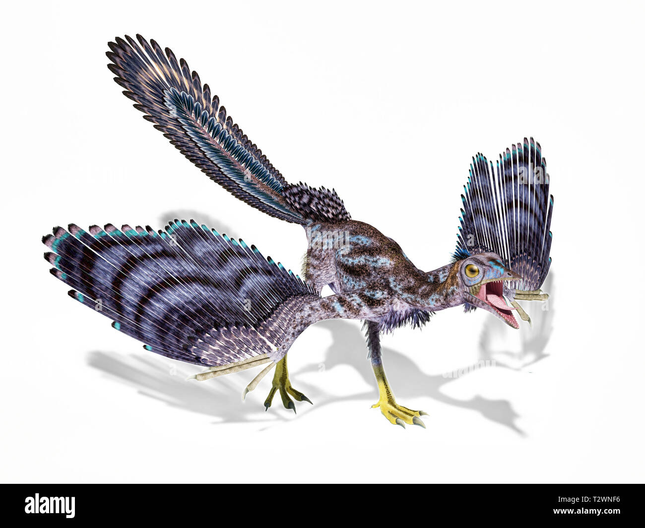 Archaeopteryx Dinosaurier auf weißem Hintergrund mit überschnittenen Schatten isoliert. Stockfoto