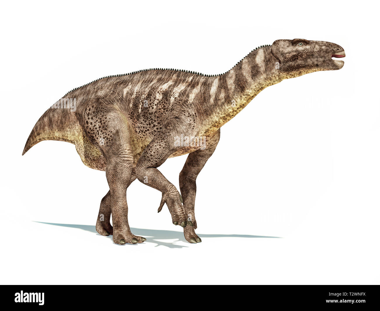 Iguanodon Dinosaurier auf weißem Hintergrund mit überschnittenen Schatten isoliert. Stockfoto