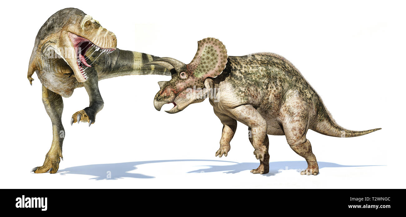 Tyrannosaurus rex Dinosaurier in Angriff nehmen eines Triceratops. Auf weißem Hintergrund mit überschnittenen Schatten isoliert. Stockfoto