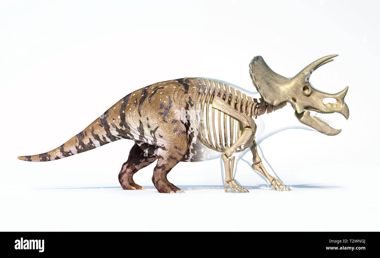Triceratops Morphing von Haut zu Skelett. Auf weissem Hintergrund Stockfoto