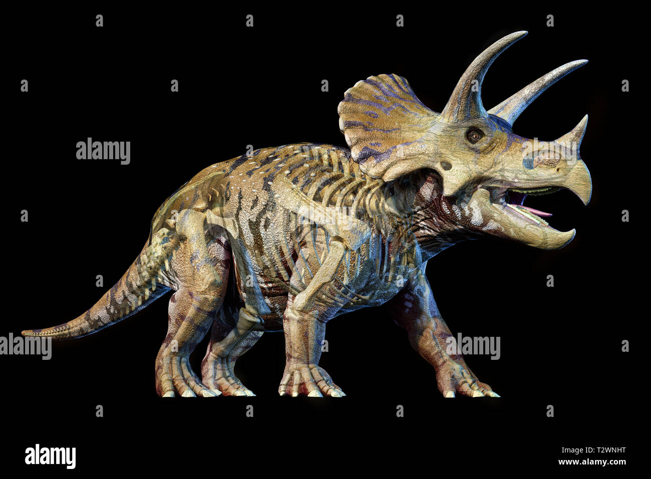 Triceratops mit Skelett in Ghost Effekt 3D-Rendering auf schwarzem Hintergrund. Stockfoto