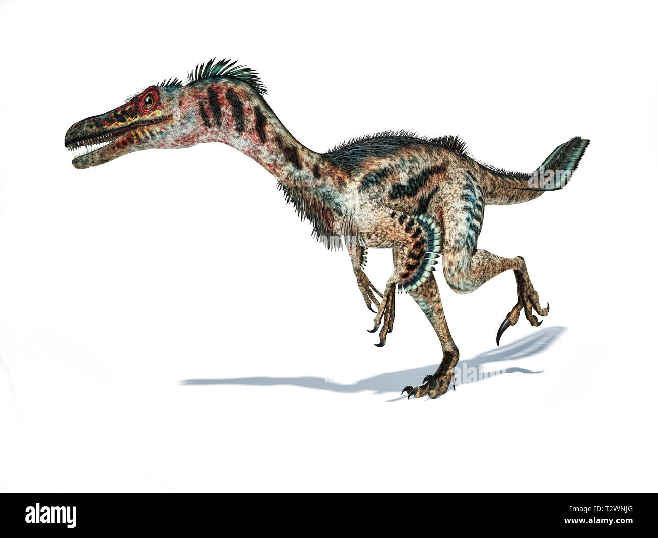 Velociraptor Dinosaurier mit Federn, 3D-Rendering auf weißem Hintergrund. Stockfoto