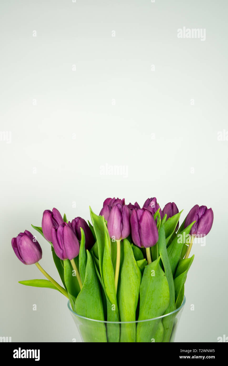 Schöne frische Tulpen in der Vase auf einem weißen Hintergrund. Platz oben für Text Stockfoto