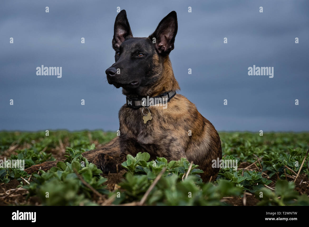 Hund Porträts und Hund Bilder Stockfoto